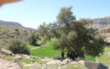 درختان کهنسال ۱,۲,۳ «کنار» بیشه دراز شهرستان دهلران در فهرست آثار ملی کشور ثبت شد