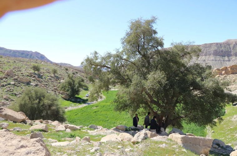 درختان کهنسال ۱,۲,۳ «کنار» بیشه دراز شهرستان دهلران در فهرست آثار ملی کشور ثبت شد